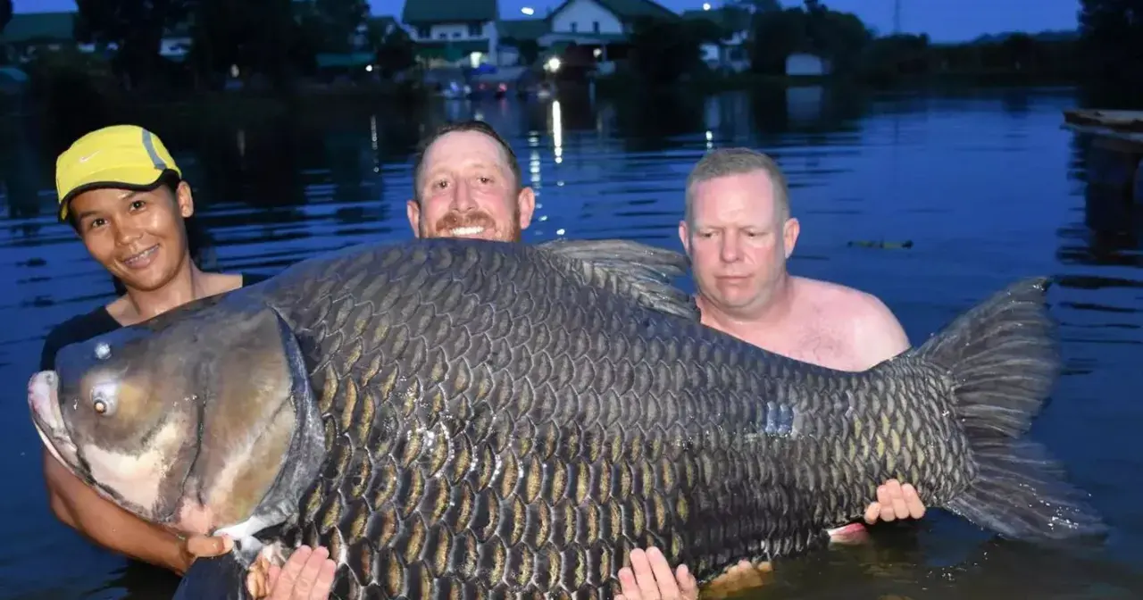 Trzech wędkarzy z dumą prezentuje rekordowego karpia 61 kg. Ryba jest ogromna, jej łuski lśnią w wodzie.