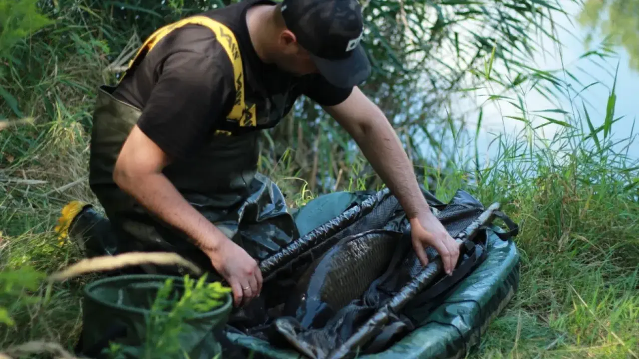Wędkarz w wodoodpornych spodniach i kamizelce z żółtymi szelkami ostrożnie wyciąga karpia z siatki. Obok leżą worki karpiowe.