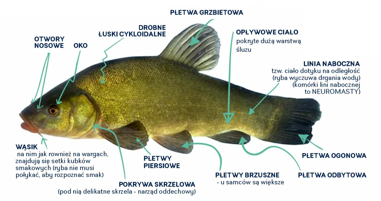 Szczegółowy schemat ryby z zaznaczoną płetwą odbytową, płetwami piersiowymi, brzusznymi, ogonową, grzbietową, linią naboczną, oczami, otworami nosowymi, wąsikiem i łuskami.