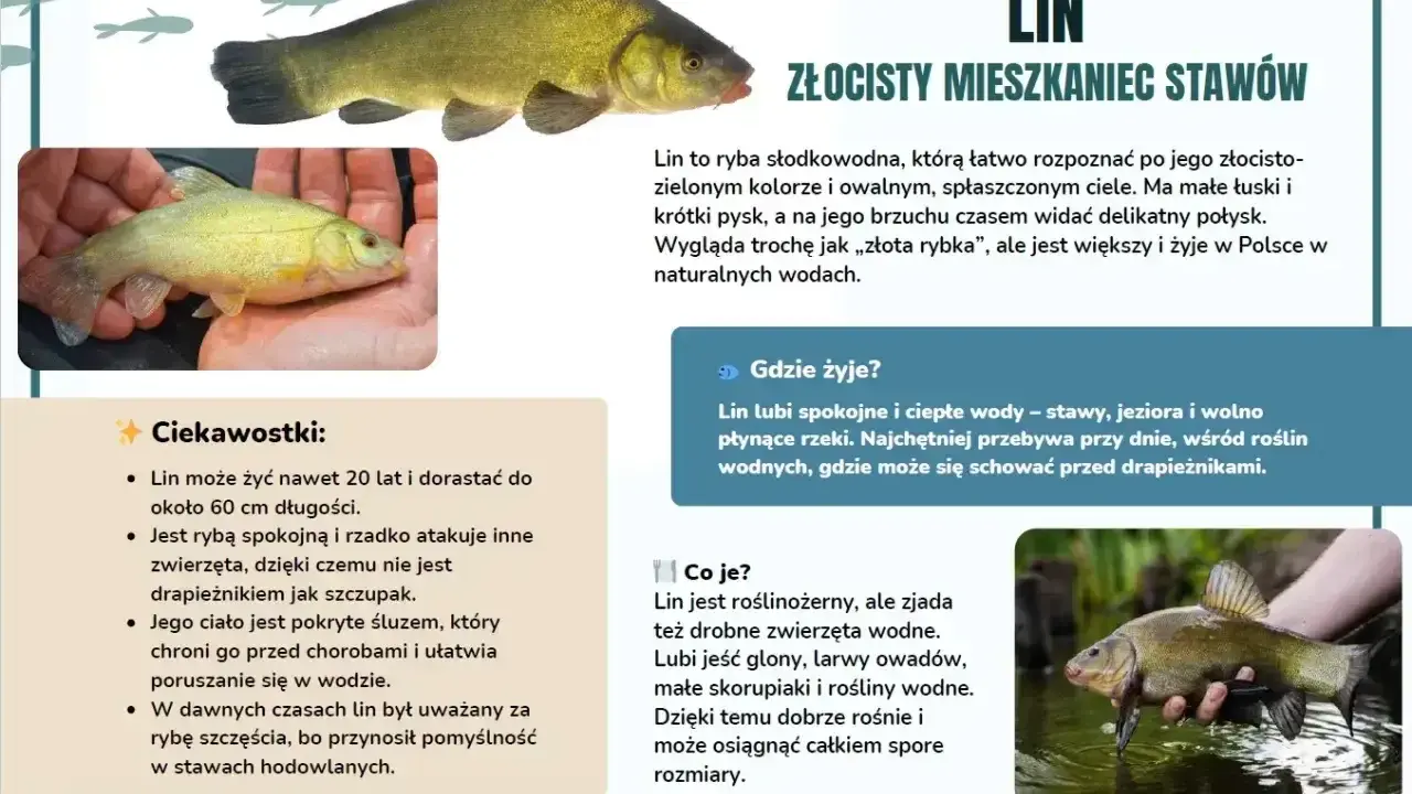 Lin, złocisty mieszkaniec polskich wód, to ryba słodkowodna. Poznaj gatunki ryb w Polsce!