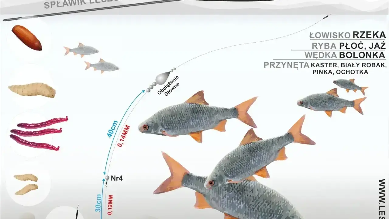 Ilustracja pokazuje zestaw wędkarski z przynętami i rybami. Widać spławik, żyłkę, obciążenie, haczyk z przynętą oraz płocie. Gumki do spławików są kluczowe dla stabilności zestawu.