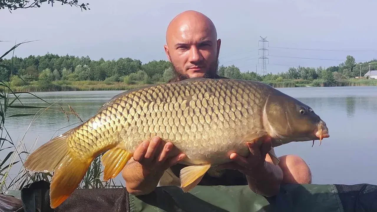 Złowiłem pięknego karpia na łowisku Extra Carp Niwka. Ryba jest duża, złocista i ma charakterystyczne wąsy.