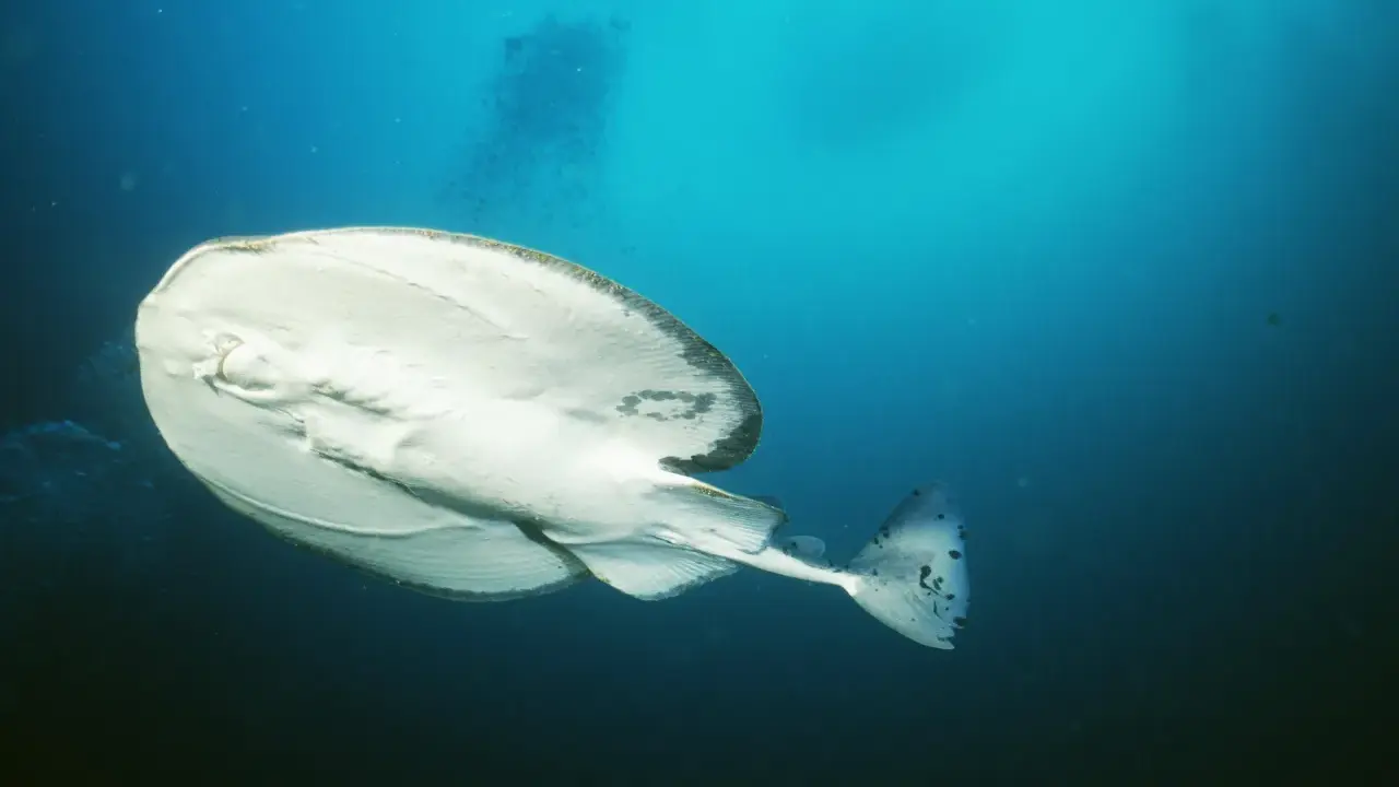 Biała ryba płynąca pod prąd, z ciemnymi plamami na ogonie, w głębokim, błękitnym oceanie.
