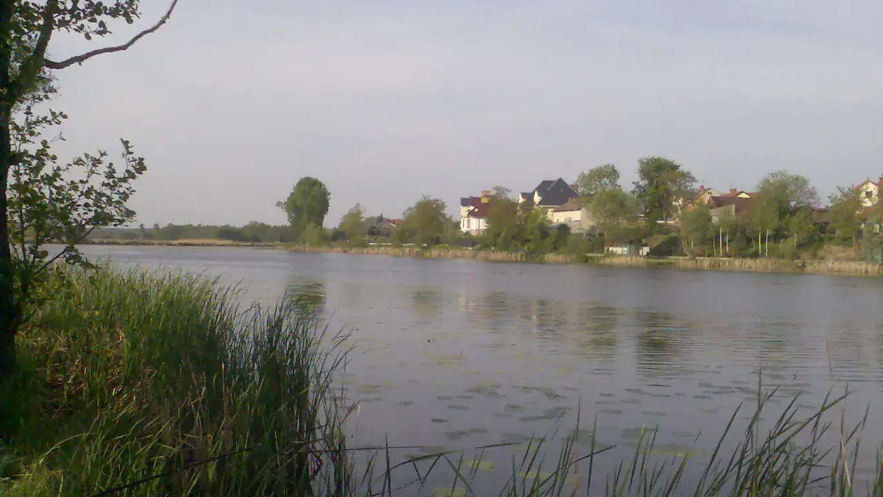 Spokojne jezioro wilanowskie z domami na brzegu i trzcinami na pierwszym planie.