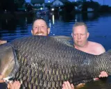 Trzech wędkarzy z dumą prezentuje rekordowego karpia 61 kg. Ryba jest ogromna, jej łuski lśnią w wodzie.