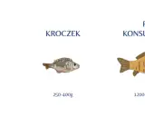 Ilustracja pokazuje, jak wygląda karp w różnych stadiach rozwoju: narybek, kroczek i ryba konsumpcyjna.