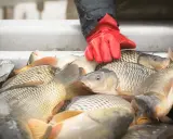 Ręka w czerwonej rękawicy sięga po świeżego karpia. Ryby leżą w metalowym kasterze, gotowe do dalszej obróbki.