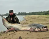 Wędkarz z ogromnym sumem na brzegu Wisły. To pokazuje, jakie ryby są w Wiśle.