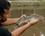 Mężczyzna trzyma złowionego suma z urszulewo jezioro.