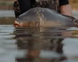 Karp wynurza się z wody jeziora Zagnanie, jego pysk lekko uchylony.