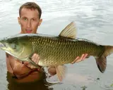 Mężczyzna trzyma w wodzie okazałego amura. Ryba ma zielonkawe łuski i duże płetwy.