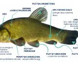 Szczegółowy schemat ryby z zaznaczoną płetwą odbytową, płetwami piersiowymi, brzusznymi, ogonową, grzbietową, linią naboczną, oczami, otworami nosowymi, wąsikiem i łuskami.