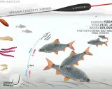 Ilustracja pokazuje zestaw wędkarski z przynętami i rybami. Widać spławik, żyłkę, obciążenie, haczyk z przynętą oraz płocie. Gumki do spławików są kluczowe dla stabilności zestawu.