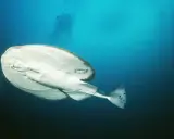 Biała ryba płynąca pod prąd, z ciemnymi plamami na ogonie, w głębokim, błękitnym oceanie.