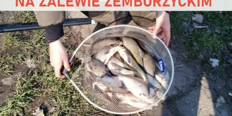 Zakaz wypuszczania leszczy na zalewie zemborzyckim. W siatce pełnej ryb, złowionych nad wodą.