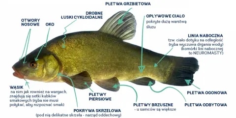 Szczegółowy schemat ryby z zaznaczoną płetwą odbytową, płetwami piersiowymi, brzusznymi, ogonową, grzbietową, linią naboczną, oczami, otworami nosowymi, wąsikiem i łuskami.