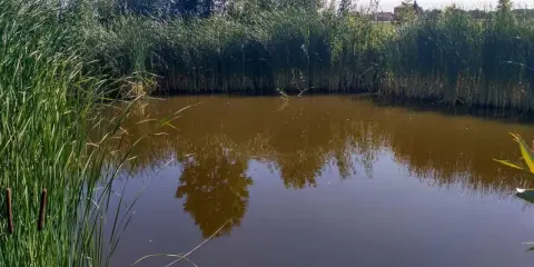 Malownicze prywatne stawy wędkarskie otoczone trzcinami, z odbijającymi się w wodzie drzewami i błękitnym niebem.