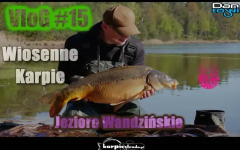 Wiosenne karpie złowione nad jeziorem Wandzińskim. Wędkarz prezentuje okazałego karpia.