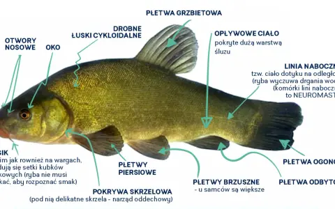 Szczegółowy schemat ryby z zaznaczoną płetwą odbytową, płetwami piersiowymi, brzusznymi, ogonową, grzbietową, linią naboczną, oczami, otworami nosowymi, wąsikiem i łuskami.