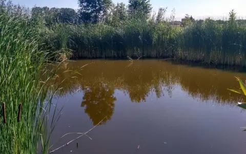 Malownicze prywatne stawy wędkarskie otoczone trzcinami, z odbijającymi się w wodzie drzewami i błękitnym niebem.