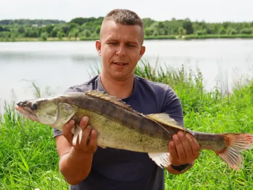 Szczęśliwy wędkarz prezentuje dorodnego sandacza złowionego nad zalewem Brody.
