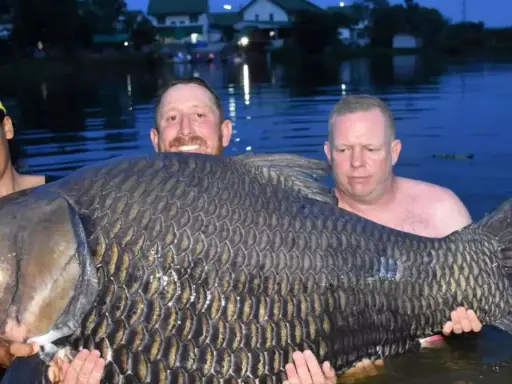 Trzech wędkarzy z dumą prezentuje rekordowego karpia 61 kg. Ryba jest ogromna, jej łuski lśnią w wodzie.