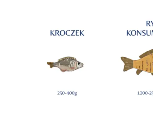 Ilustracja pokazuje, jak wygląda karp w różnych stadiach rozwoju: narybek, kroczek i ryba konsumpcyjna.