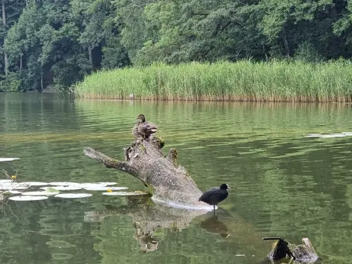 Dwa ptaki na powalonym drzewie w spokojnym jeziorze w Wałczu. W tle trzciny i las.