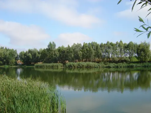 Spokojne krzekotowo łowisko z gęstą zielenią nad brzegiem i odbijającymi się w wodzie drzewami.