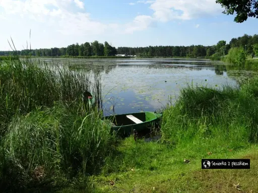 Zielona łódka przy brzegu zarasta trzciną nad spokojnym zalewem Zielona Kaleta.