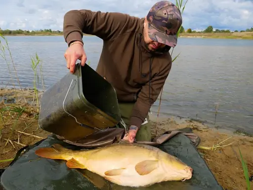 Wędkarz wylewa wodę z wiadra na karpia, zastanawiając się, czy karp ma zęby. Ryba leży na macie przy brzegu jeziora.