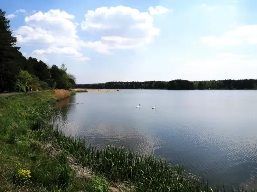 Spokojny zbiornik zielona woda, dwa łabędzie pływają, na brzegu las i plaża z ludźmi.