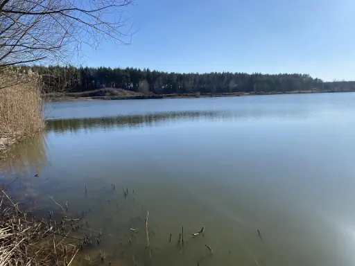 Spokojne jezioro Osieczna z trzcinami na brzegu i lasem w tle.