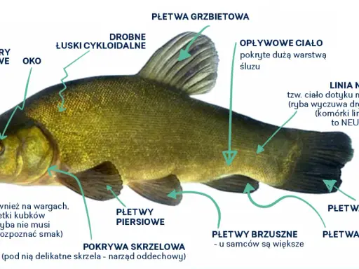 Szczegółowy schemat ryby z zaznaczoną płetwą odbytową, płetwami piersiowymi, brzusznymi, ogonową, grzbietową, linią naboczną, oczami, otworami nosowymi, wąsikiem i łuskami.