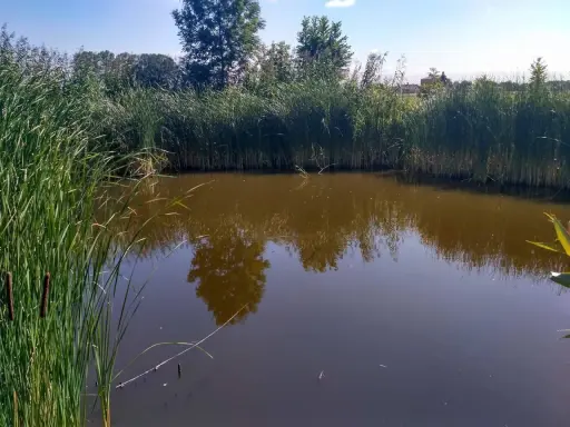 Malownicze prywatne stawy wędkarskie otoczone trzcinami, z odbijającymi się w wodzie drzewami i błękitnym niebem.
