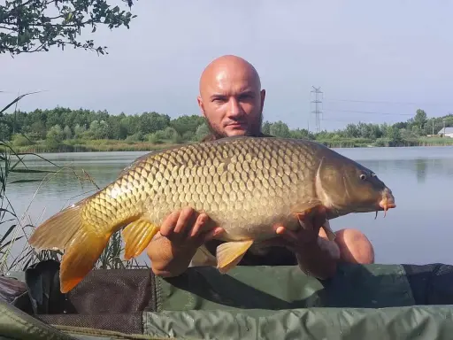Złowiłem pięknego karpia na łowisku Extra Carp Niwka. Ryba jest duża, złocista i ma charakterystyczne wąsy.