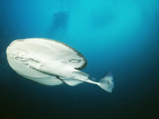 Biała ryba płynąca pod prąd, z ciemnymi plamami na ogonie, w głębokim, błękitnym oceanie.