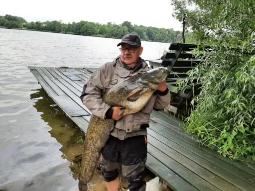 Wędkarz z okazałym sumem na brzegu jeziora Długie koło Szczytna.
