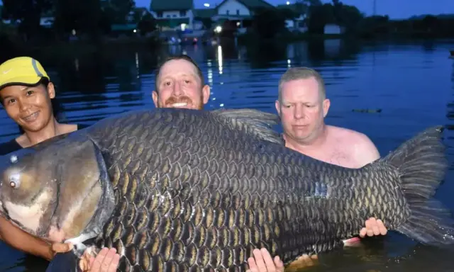 Trzech wędkarzy z dumą prezentuje rekordowego karpia 61 kg. Ryba jest ogromna, jej łuski lśnią w wodzie.