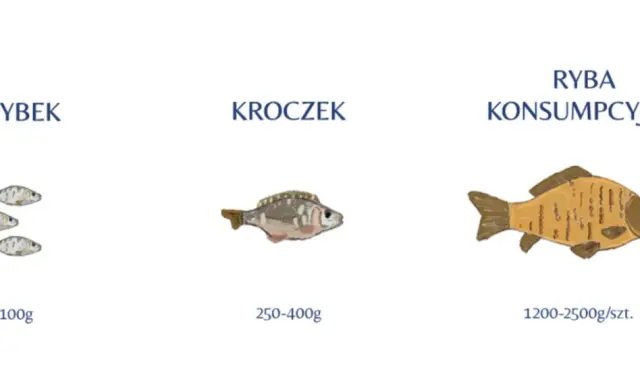 Ilustracja pokazuje, jak wygląda karp w różnych stadiach rozwoju: narybek, kroczek i ryba konsumpcyjna.