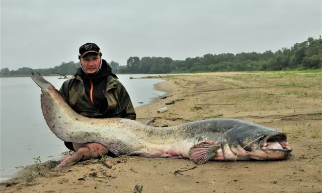 Wędkarz z ogromnym sumem na brzegu Wisły. To pokazuje, jakie ryby są w Wiśle.