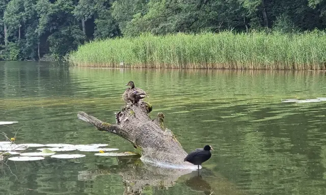 Dwa ptaki na powalonym drzewie w spokojnym jeziorze w Wałczu. W tle trzciny i las.