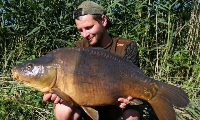 Szczęśliwy wędkarz prezentuje okazałego karpia złowionego na łowisku Koi Lakes. Ryba lśni w słońcu na tle trzcin.
