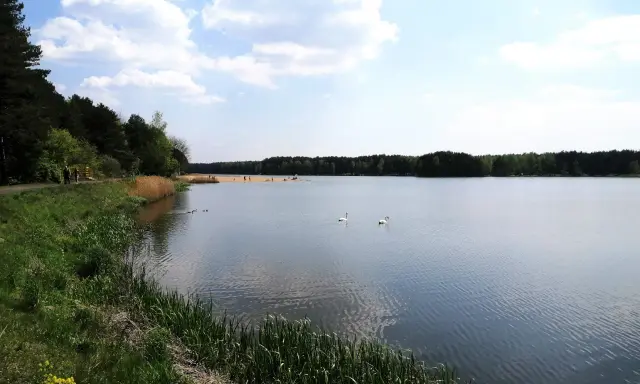 Spokojny zbiornik zielona woda, dwa łabędzie pływają, na brzegu las i plaża z ludźmi.