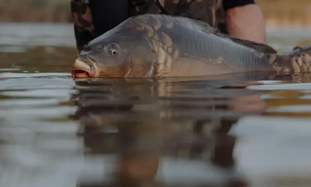 Karp wynurza się z wody jeziora Zagnanie, jego pysk lekko uchylony.