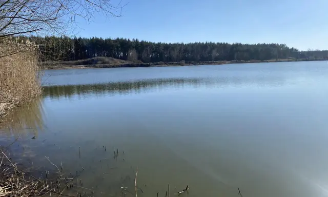 Spokojne jezioro Osieczna z trzcinami na brzegu i lasem w tle.