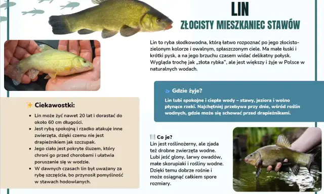 Lin, złocisty mieszkaniec polskich wód, to ryba słodkowodna. Poznaj gatunki ryb w Polsce!