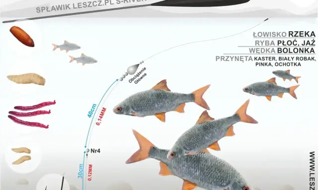 Ilustracja pokazuje zestaw wędkarski z przynętami i rybami. Widać spławik, żyłkę, obciążenie, haczyk z przynętą oraz płocie. Gumki do spławików są kluczowe dla stabilności zestawu.