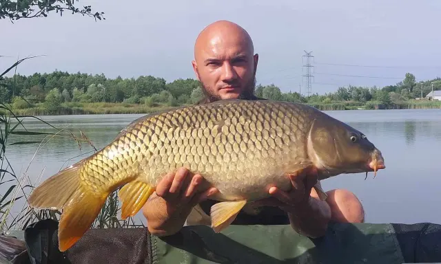 Złowiłem pięknego karpia na łowisku Extra Carp Niwka. Ryba jest duża, złocista i ma charakterystyczne wąsy.
