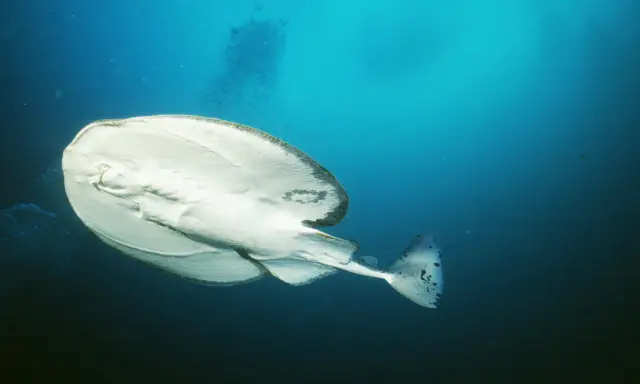 Biała ryba płynąca pod prąd, z ciemnymi plamami na ogonie, w głębokim, błękitnym oceanie.